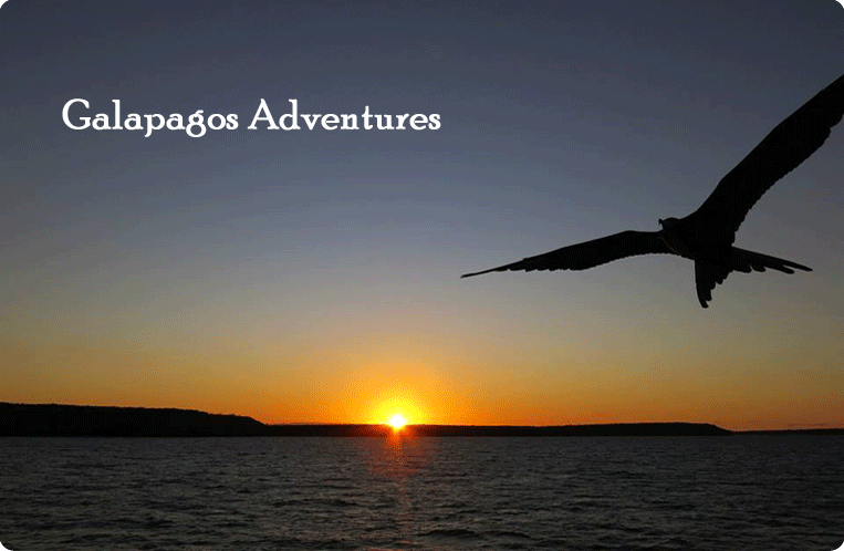 Galapagos Adventures 
<br>L'aventure commence ici...
<a href="https://www.bananamusic.eu/voyages"></a>